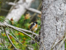 Stonechat - Kląskawka